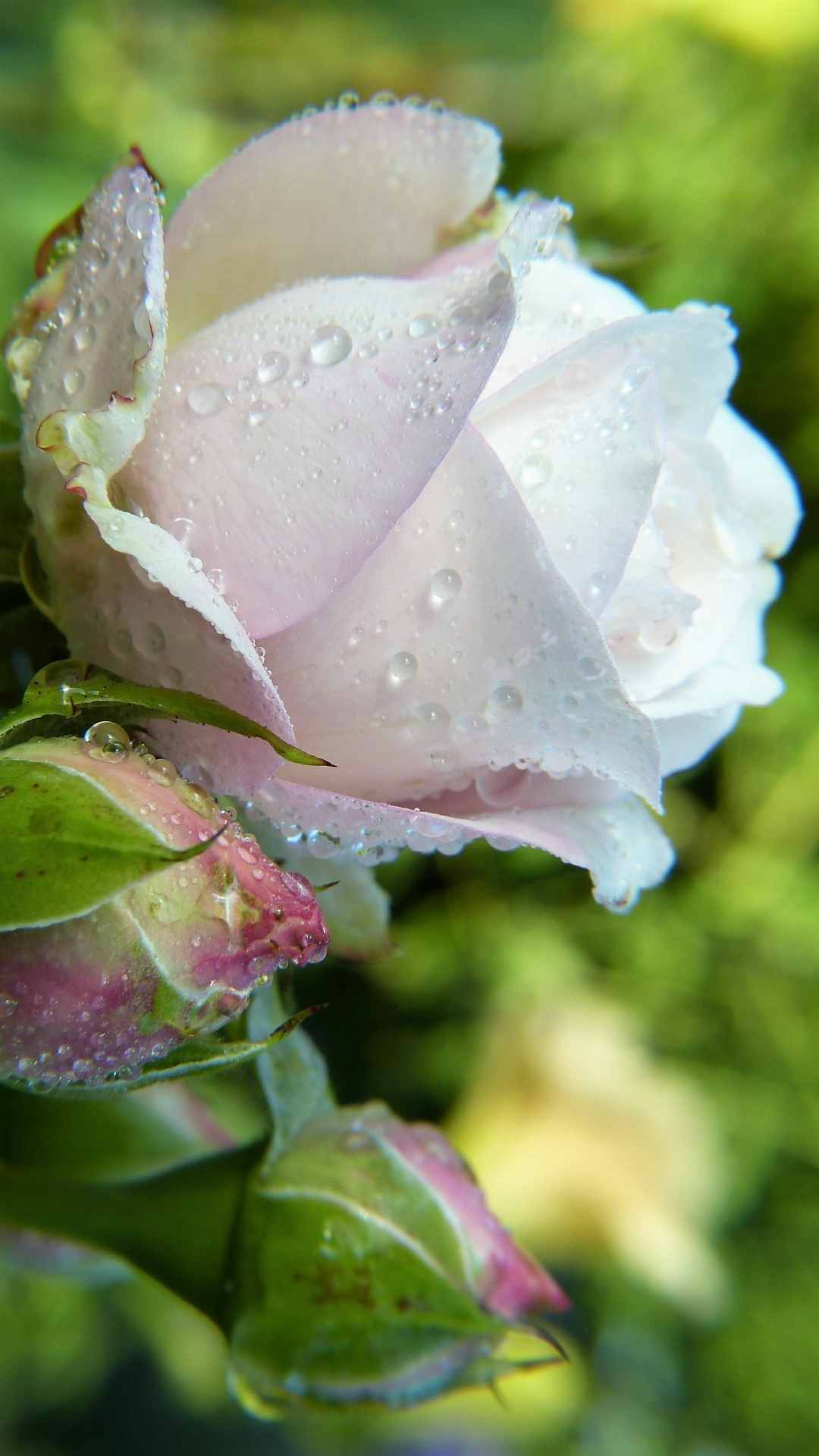 Rose Flower iPhone Wallpaper