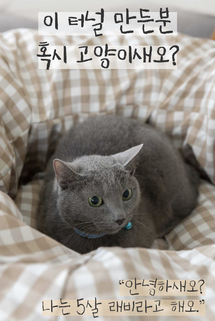  고양이 숨숨터널 선물 후기[세븐펫-숨숨 터널 하우스]