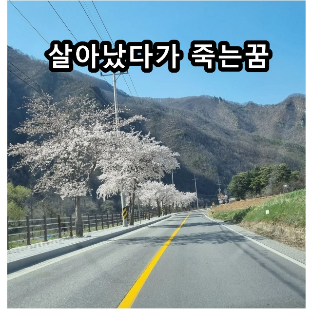 형제 자매 부모 남편 가족 지인 애인 내가 죽는 꿈해몽 풀이