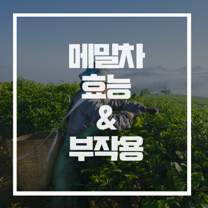  당뇨병 개선부터 다이어트까지 탁월, '메밀차'의 효능 및 부작용!