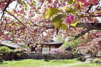 전국 겹벚꽃 명소 베스트 10 관광지_5