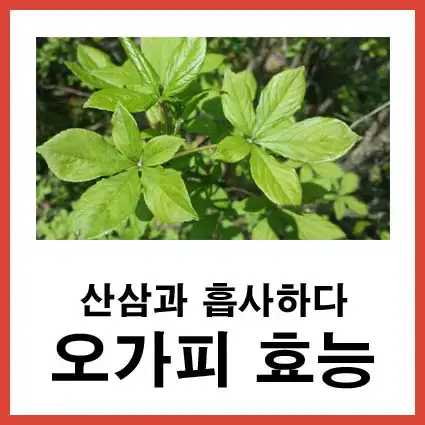 산삼과-흡사하다-오가피-효능