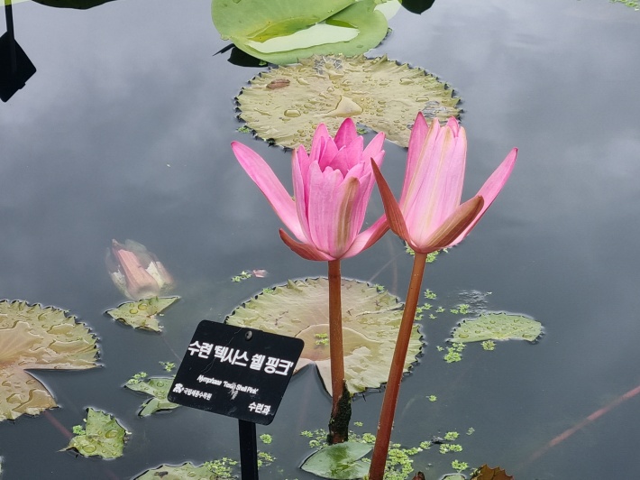 수련-텍사스쉘핑크