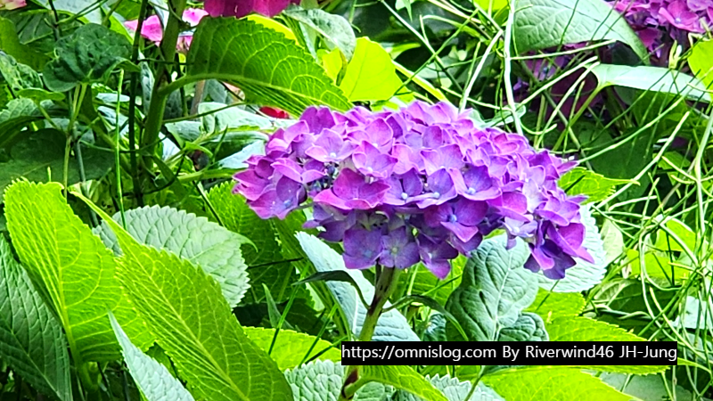 수국 水菊 hydrangea flower