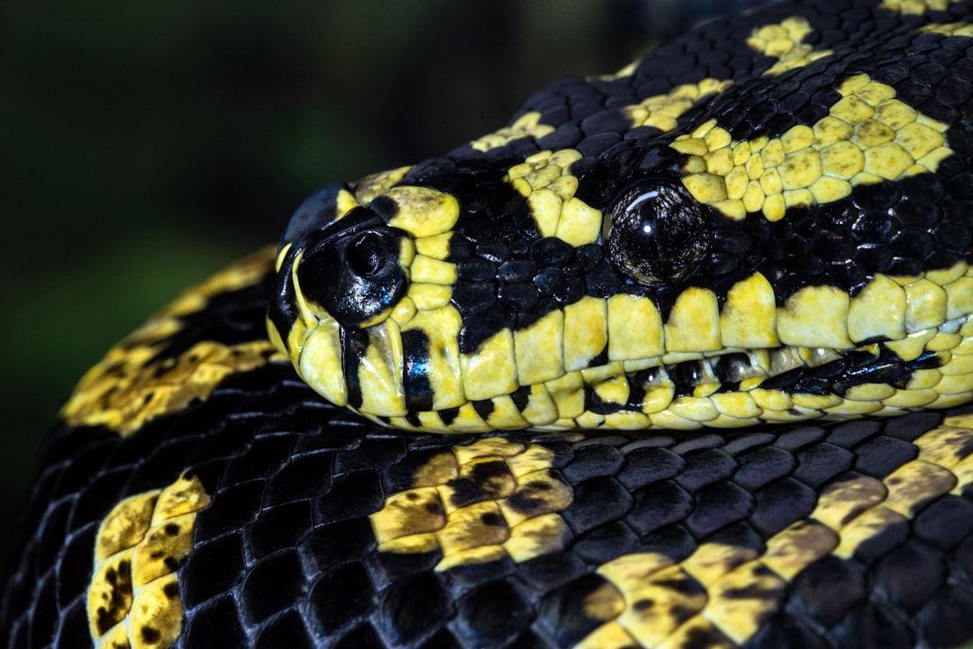 Python