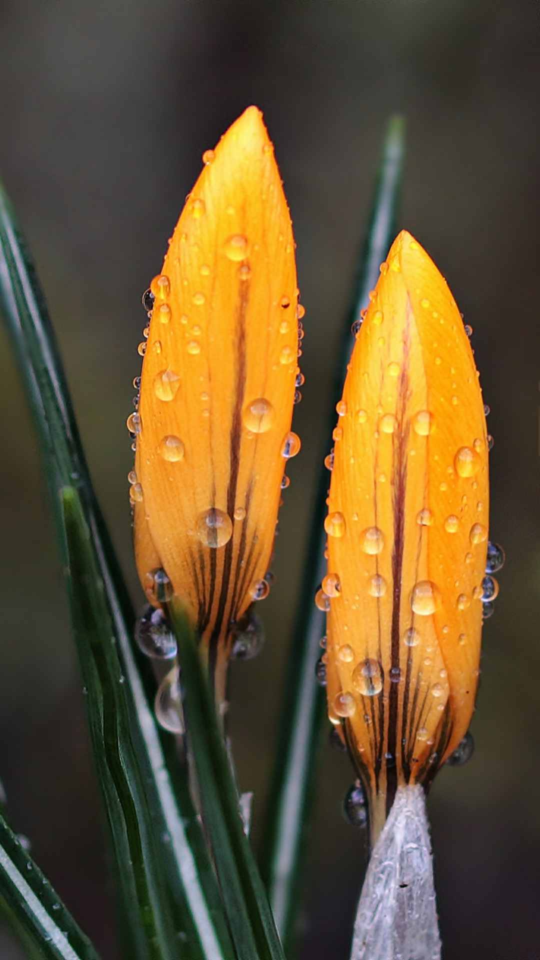 Crocus Flower iPhone Wallpaper