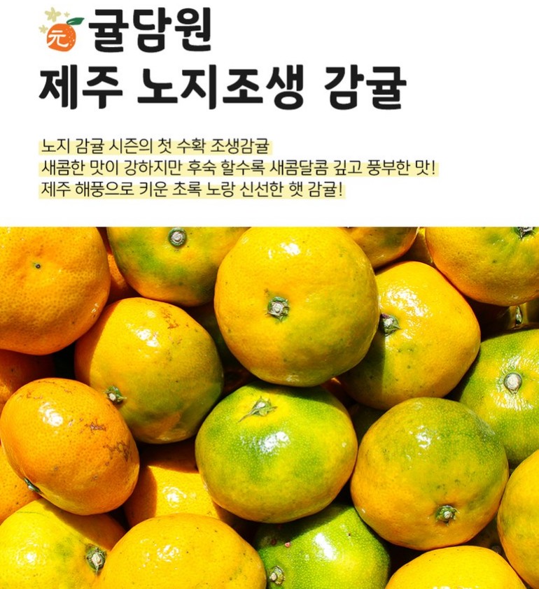  서귀포 제철 감귤 노지조생감귤 10kg