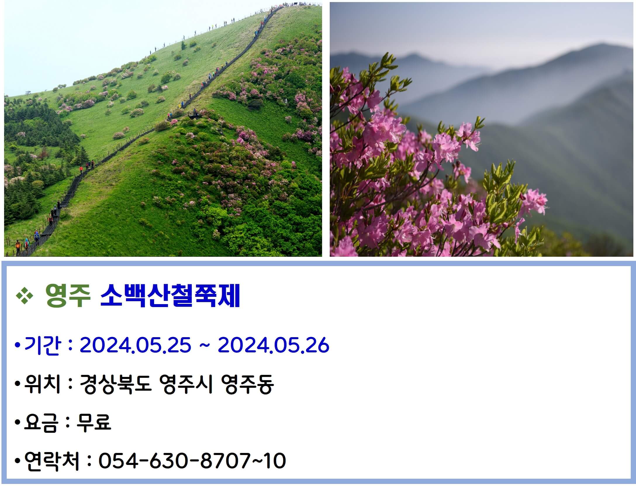 영주 소백산철쭉제