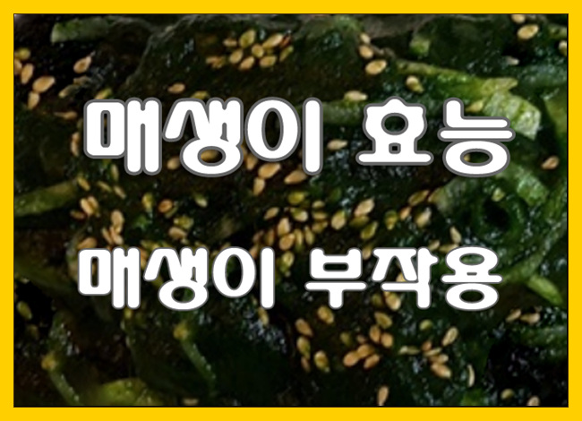  천연 간 해독제! 매생이 효능 및 부작용