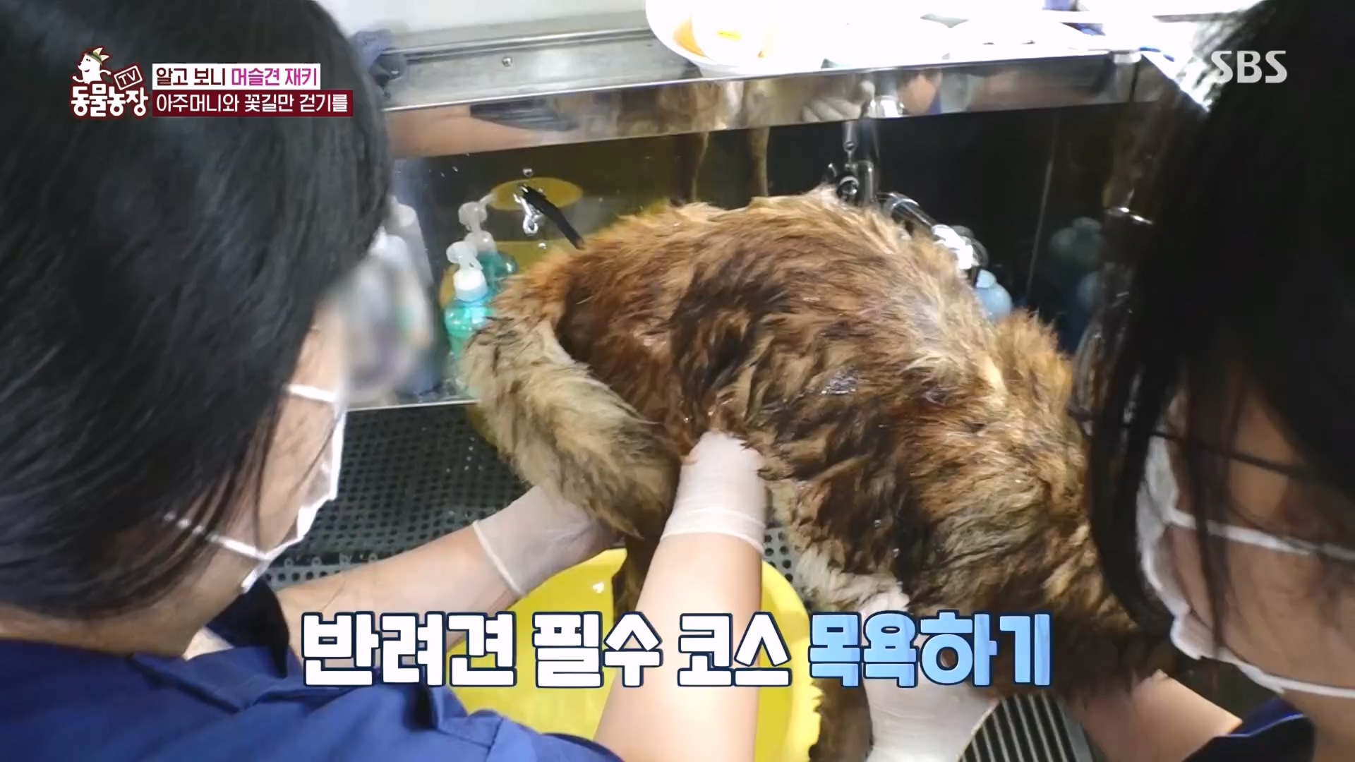 TV 동물농장.E1149.231210p.H264-F1RST.mp4_20231210_171118.505.jpg