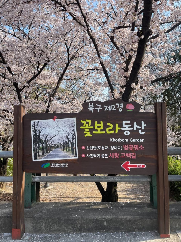 꽃보라동산 벚꽃