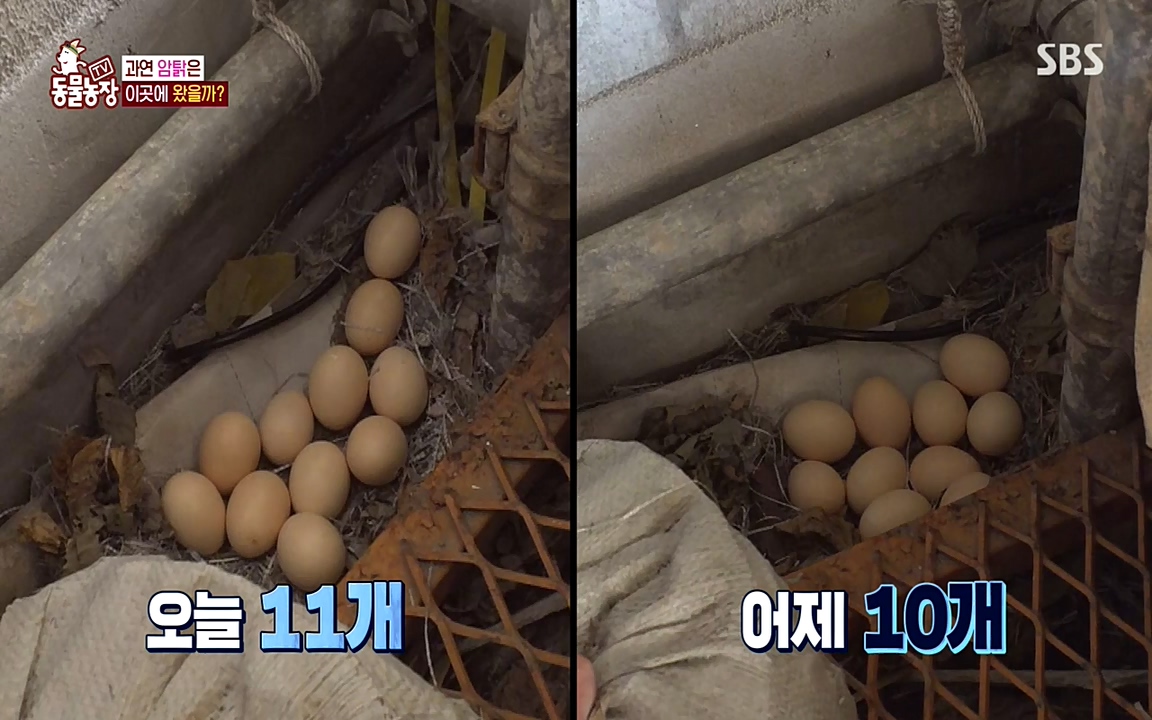 TV 동물농장.E1068.220509p-NEXT.mp4_20220508_173822.001.jpg