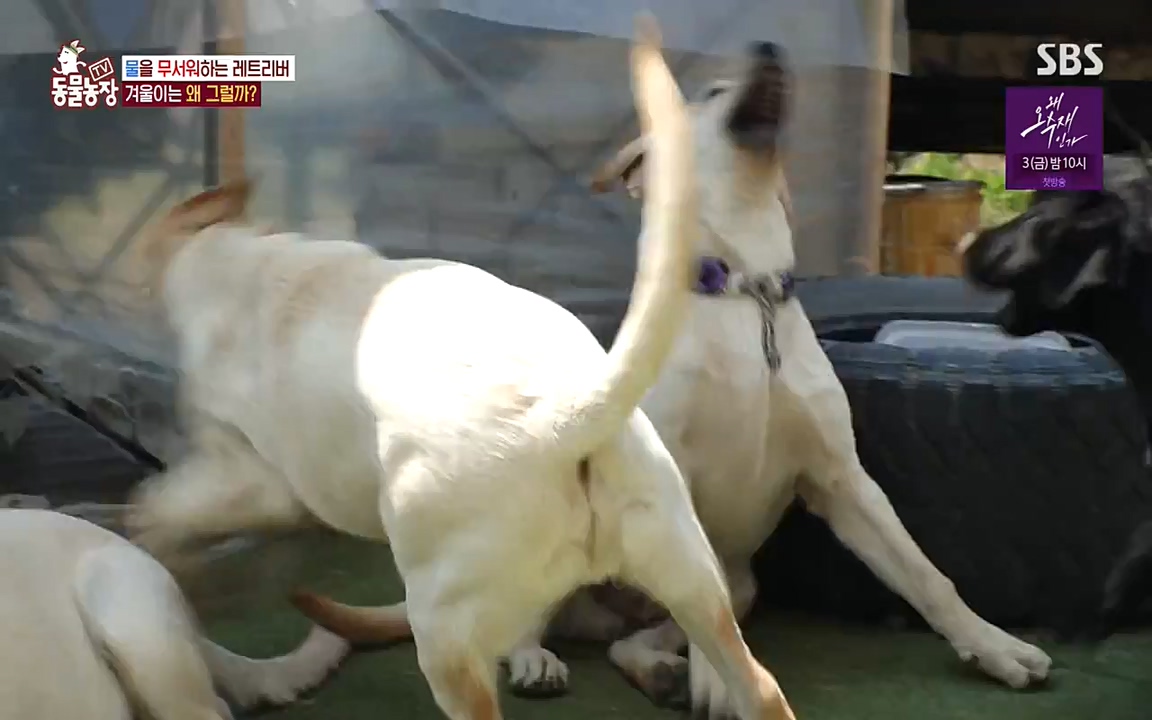 TV 동물농장.E1071.220530p-NEXT.mp4_20220529_174708.684.jpg