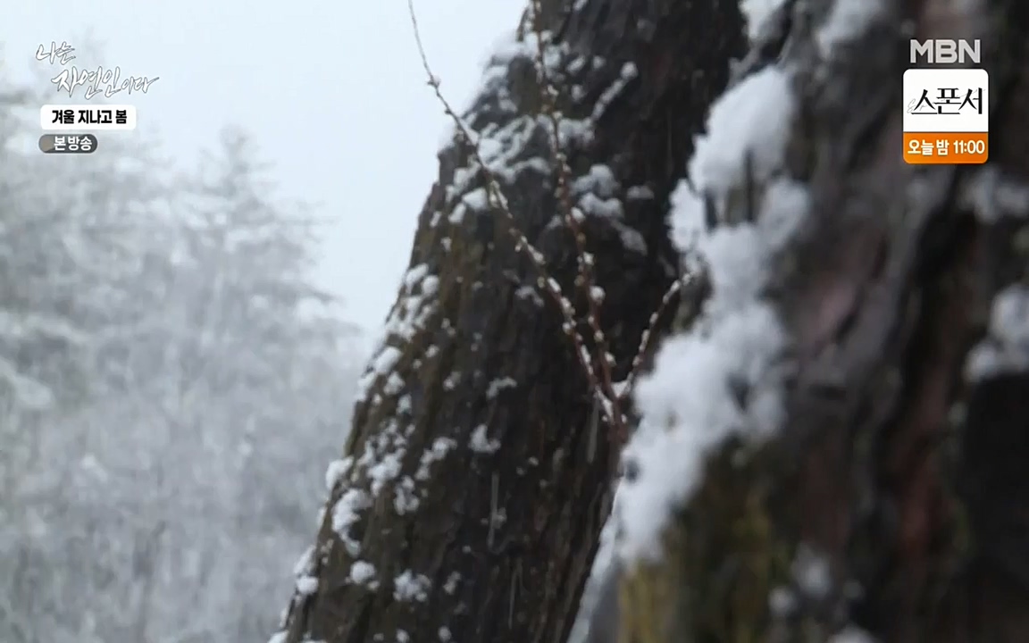 나는 자연인이다.E496.220407p-NEXT.mp4_20220407_175816.270.jpg