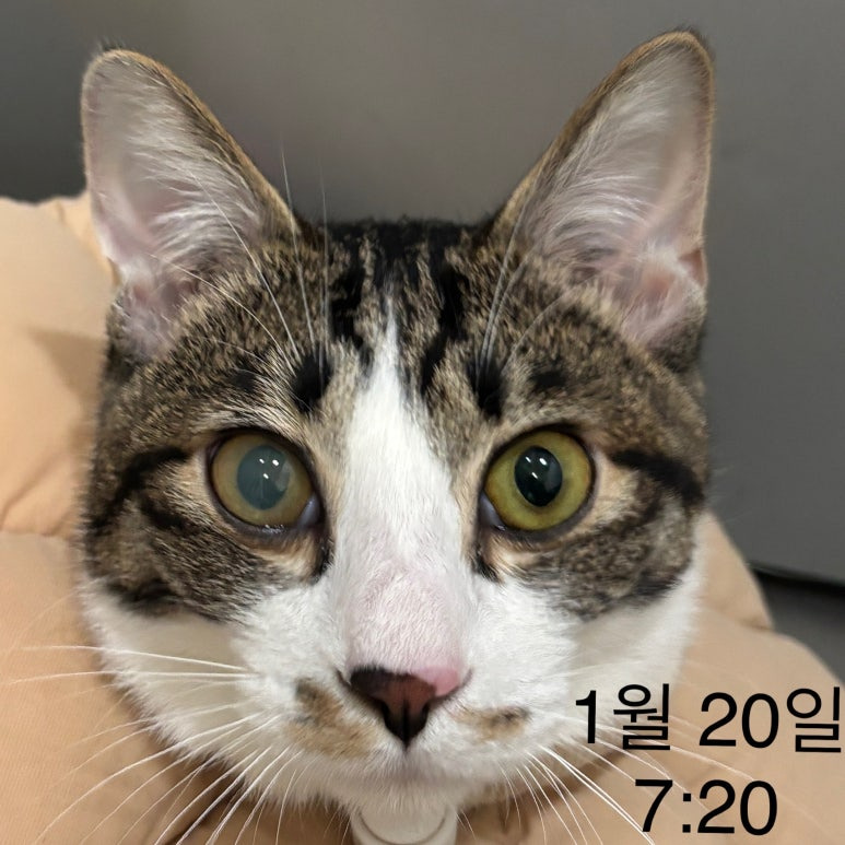 인 이미지