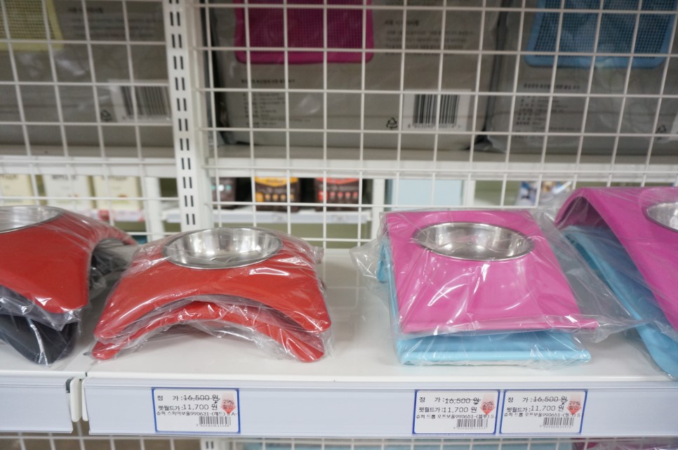 경산 애견분양 펫월드 + 귀여운 댕댕이