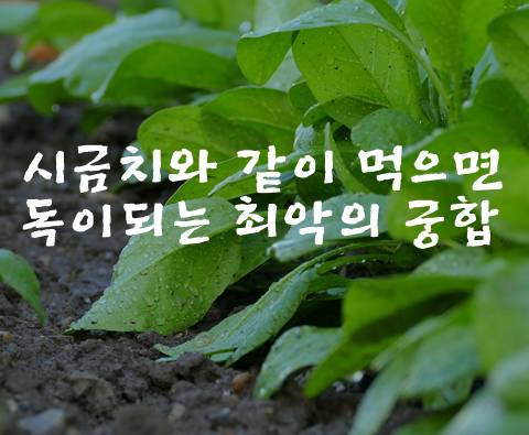  시금치와 함께 먹어서는 안되는 최악의 궁합과 안전하게 먹는법!