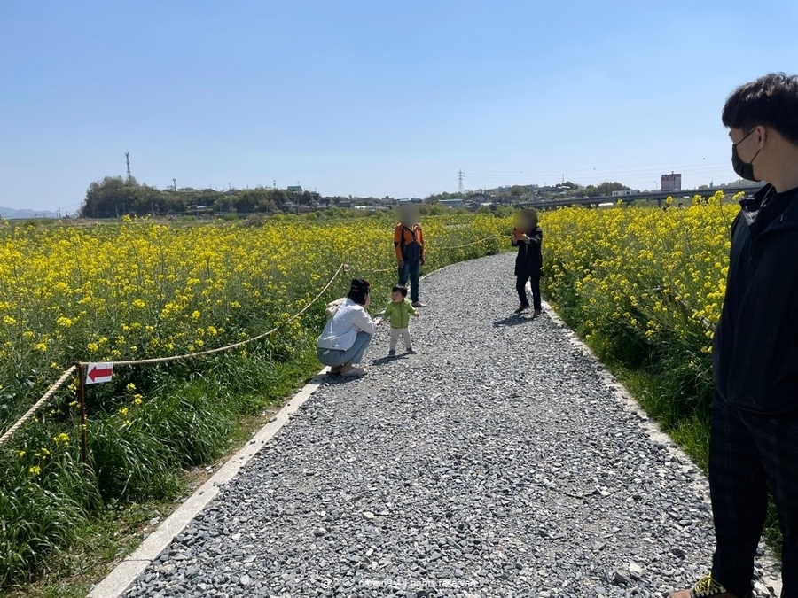 영산강 나주 유채꽃 나들이 6