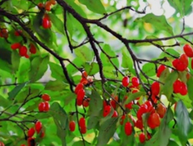  산수유  효능