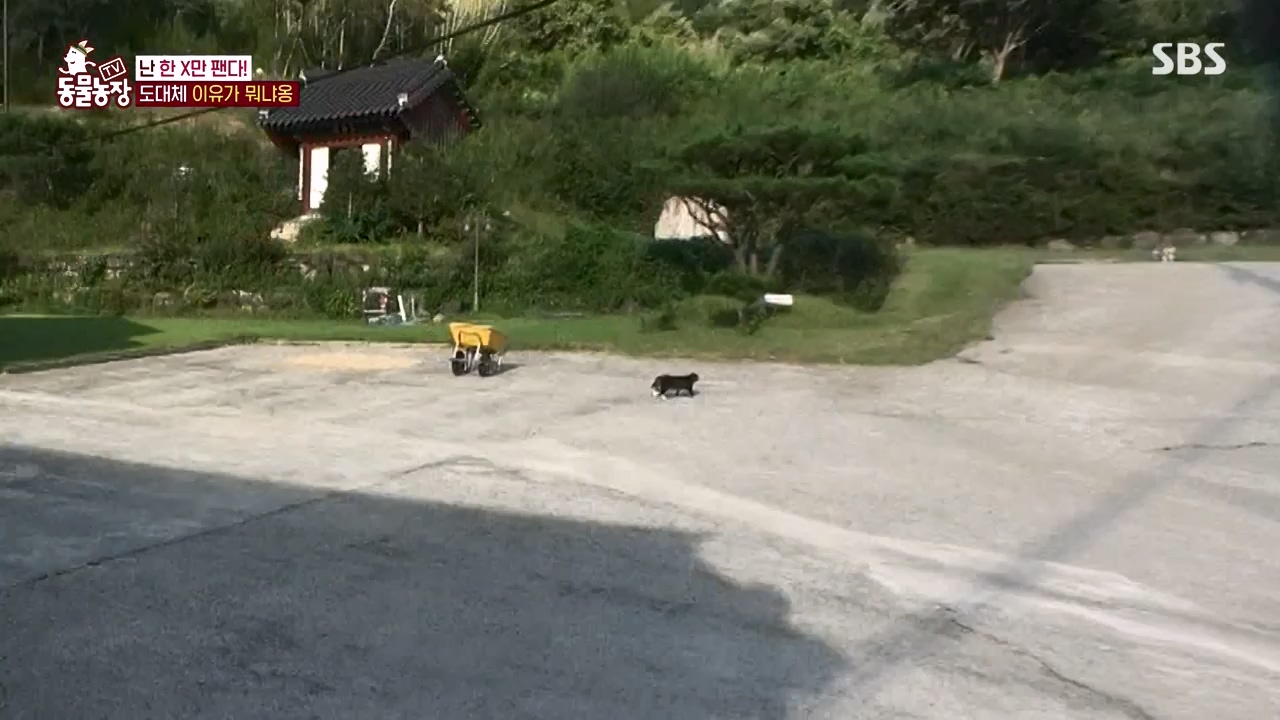 TV 동물농장.E1143.231030p-NEXT.mp4_20231029_164052.308.jpg