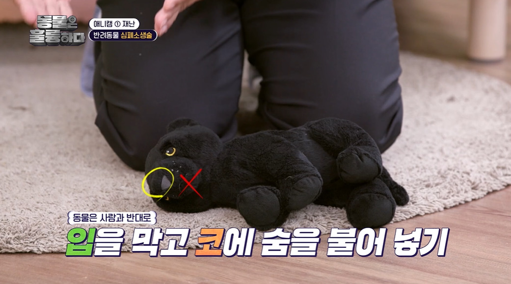 반려인들은 알아두면 좋을 만한 정보들...jpg | 인스티즈