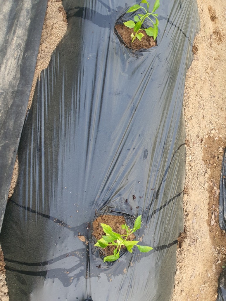 나는 처음으로 맛있고 아름다운 고추를 수확했어!제목 없음*아름다운 고추 효과와 수확 시간 16