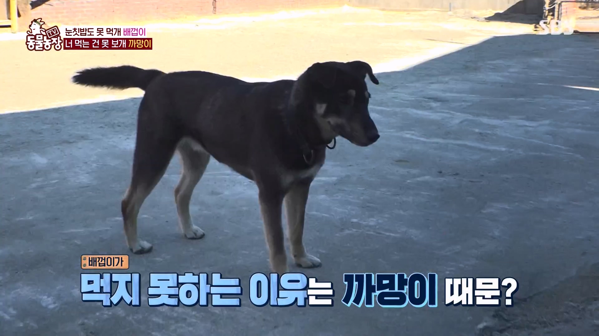 TV 동물농장.E1157.240204p-NEXT.mp4_20240204_172347.567.jpg