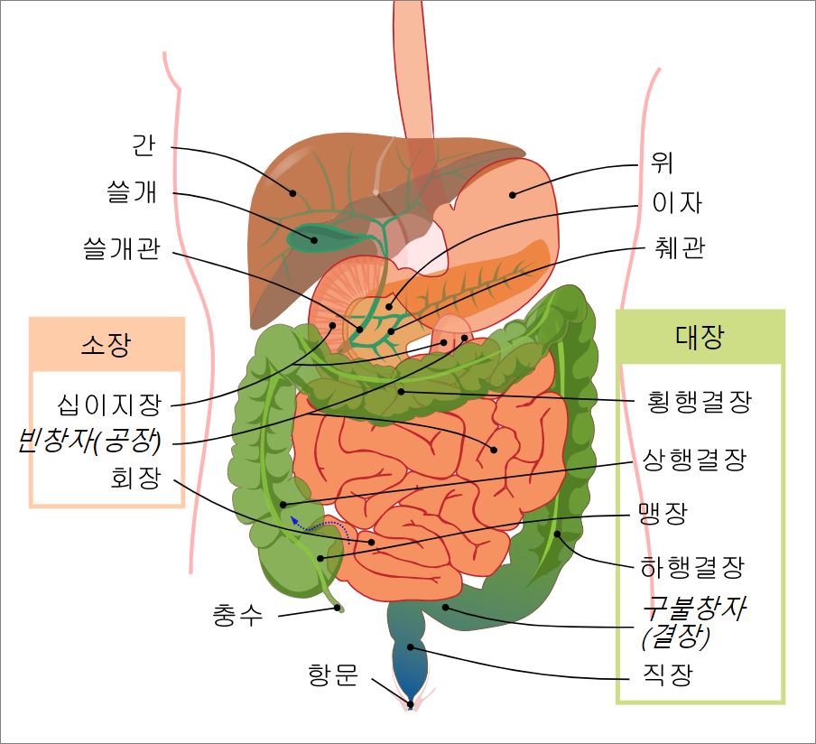  대장암 초기증상과 예방