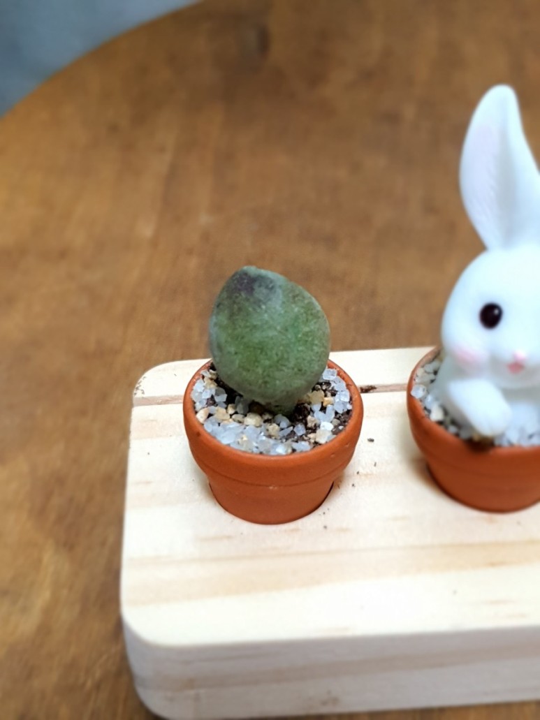 다육이 사이트 반려식물 초미니 11