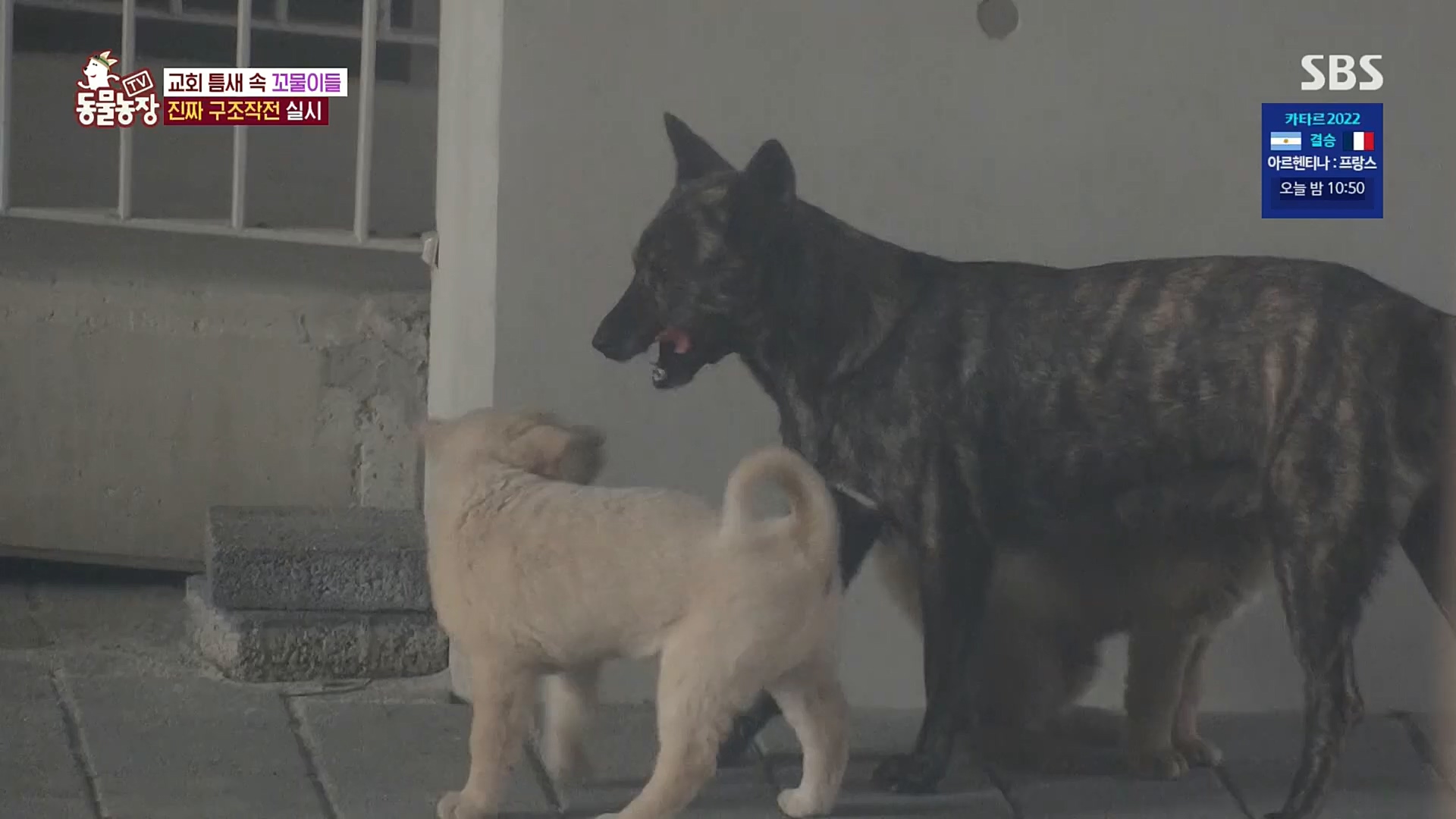 TV 동물농장.E1100.221218p.H264-F1RST.mp4_20221218_183441.318.jpg