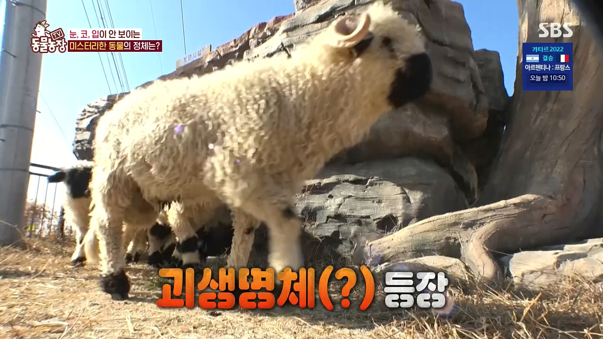 TV 동물농장.E1100.221218p.H264-F1RST.mp4_20221218_183444.206.jpg