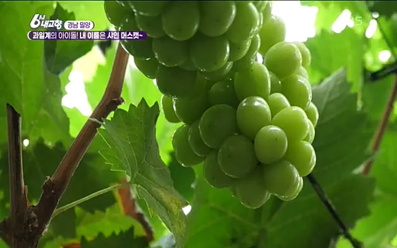 [7612회] 6시 내고향 - KBS7612회] 6시 내고향.ts_20220912_174122.669.jpg