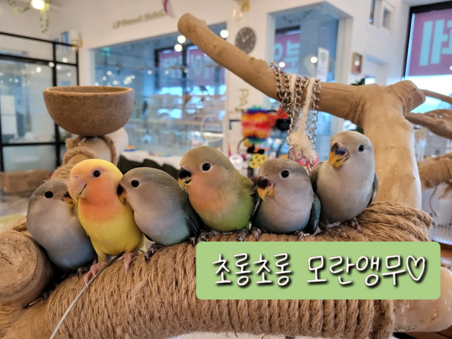 모란카페 이미지
