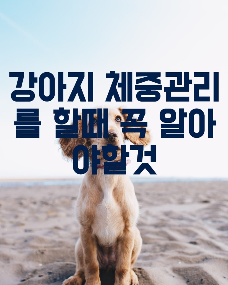 강아지 체중관리를 할 때 꼭 알아야 할것