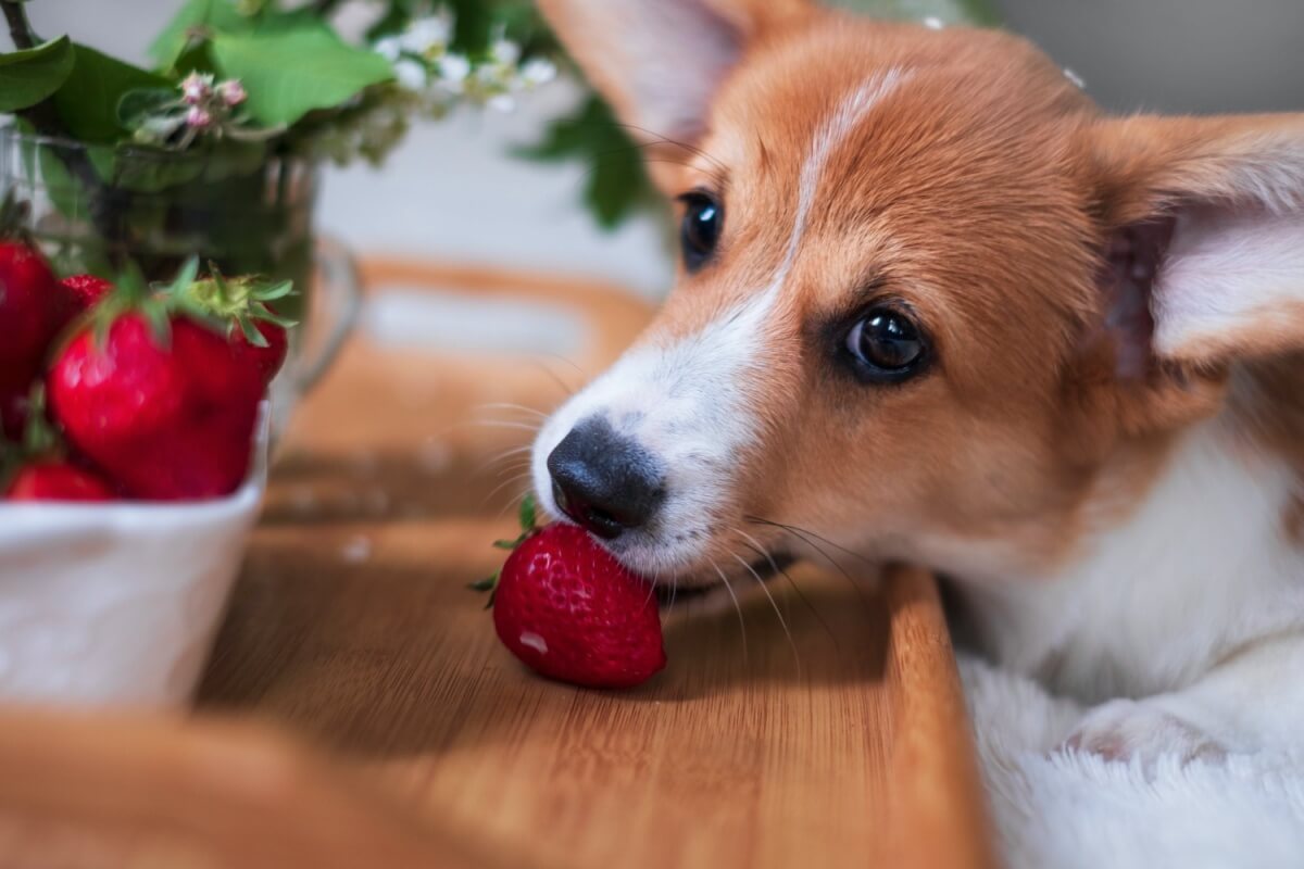 딸기를-입에-물고-있는-강아지
