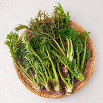  흙사랑농원 자연산 청정 야생 참두릅 두릅 1kg 500g