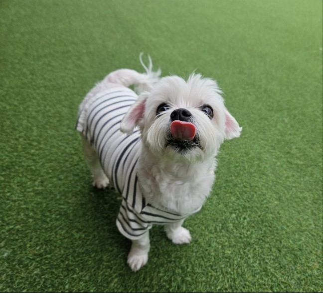 강아지 사진