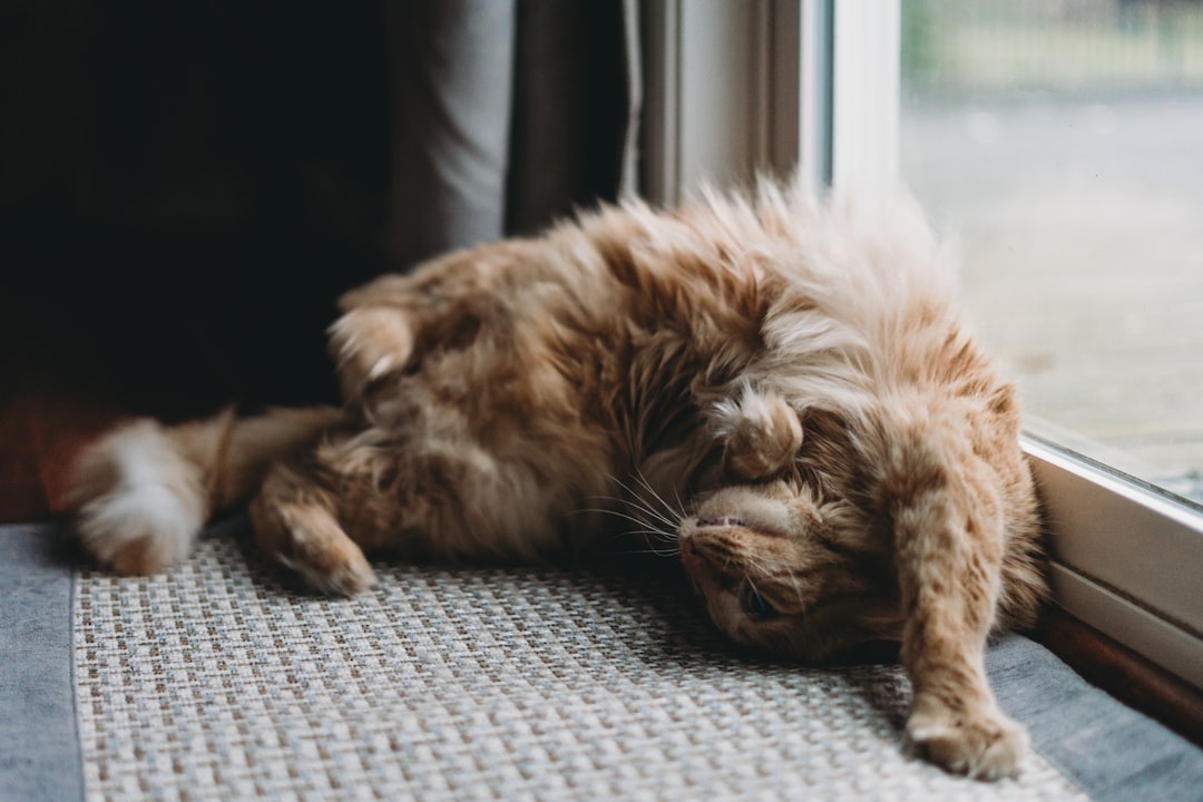 Norwegian Forest Cat