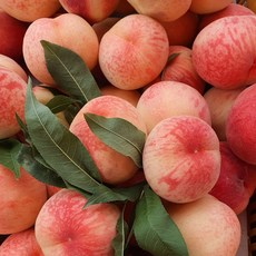  여름이 돌아왔다. "고당도 추천과일"들을 살맛나는 저렴한 가격으로 만나보세요. Hot한 과일, 달고 아식한 과일 정보요~~