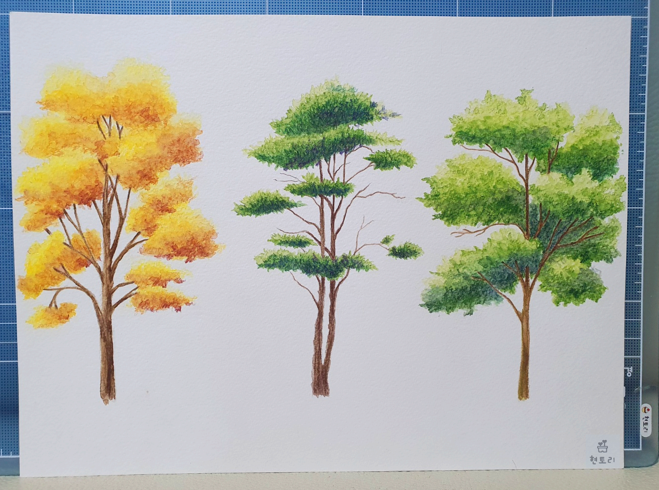 느티나무&#44; 침엽수&#44; 참나무