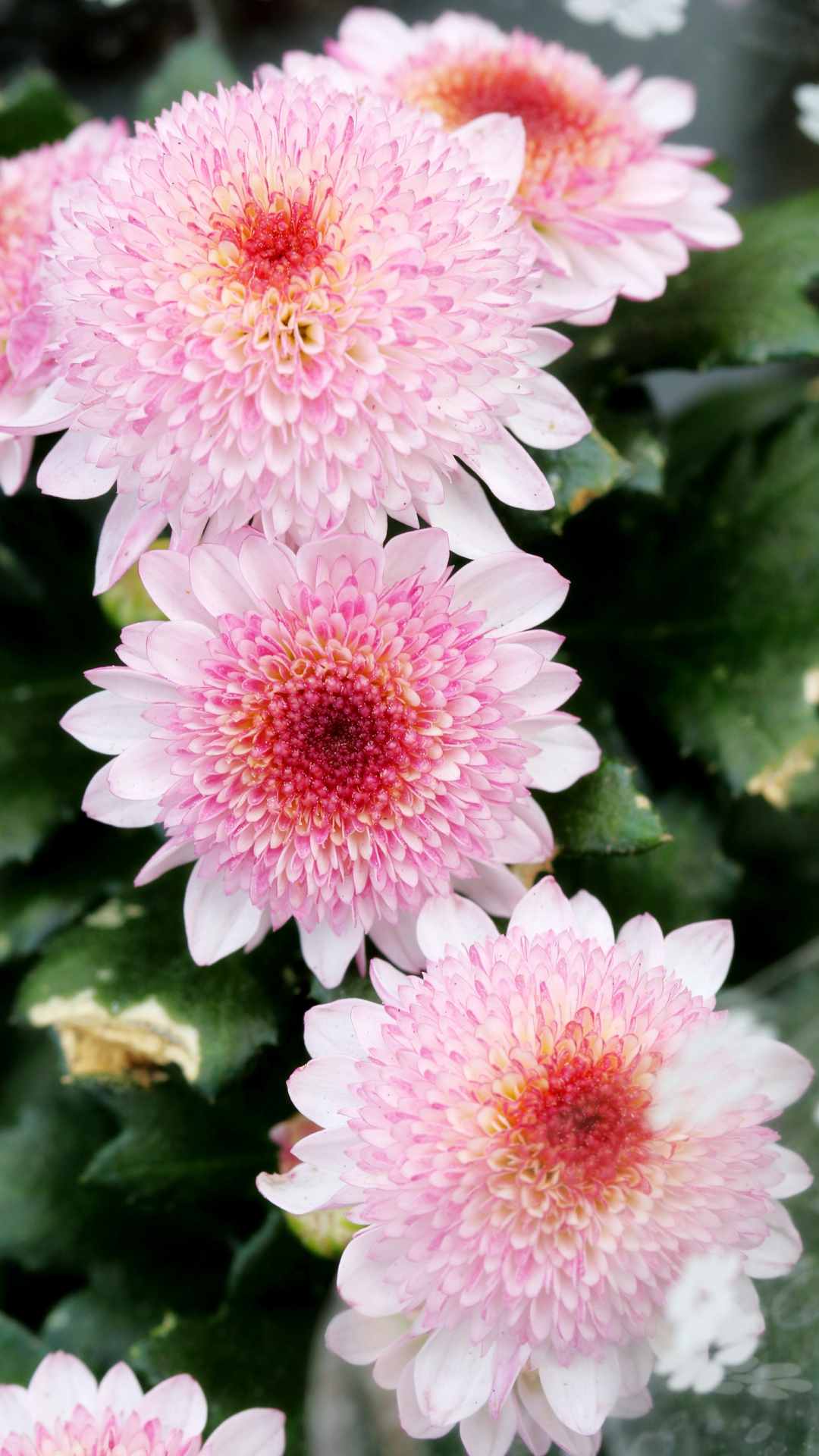 Chrysanthemum Flower iPhone Wallpaper