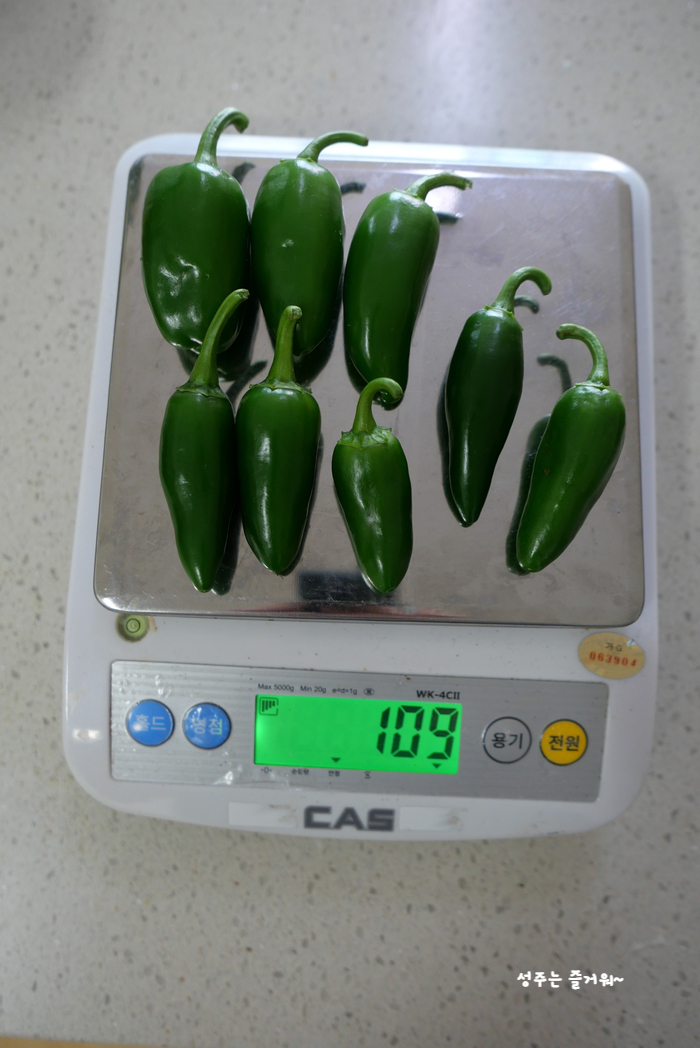 아파트 정원작물 할라페노 고추 재배, 고추씨 심기, 묘목 심기, 수확, 피클 만들기 16