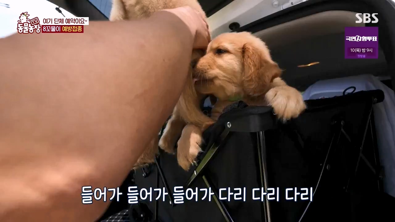 TV 동물농장.E1132.230807p-NEXT.mp4_20230806_164220.447.jpg