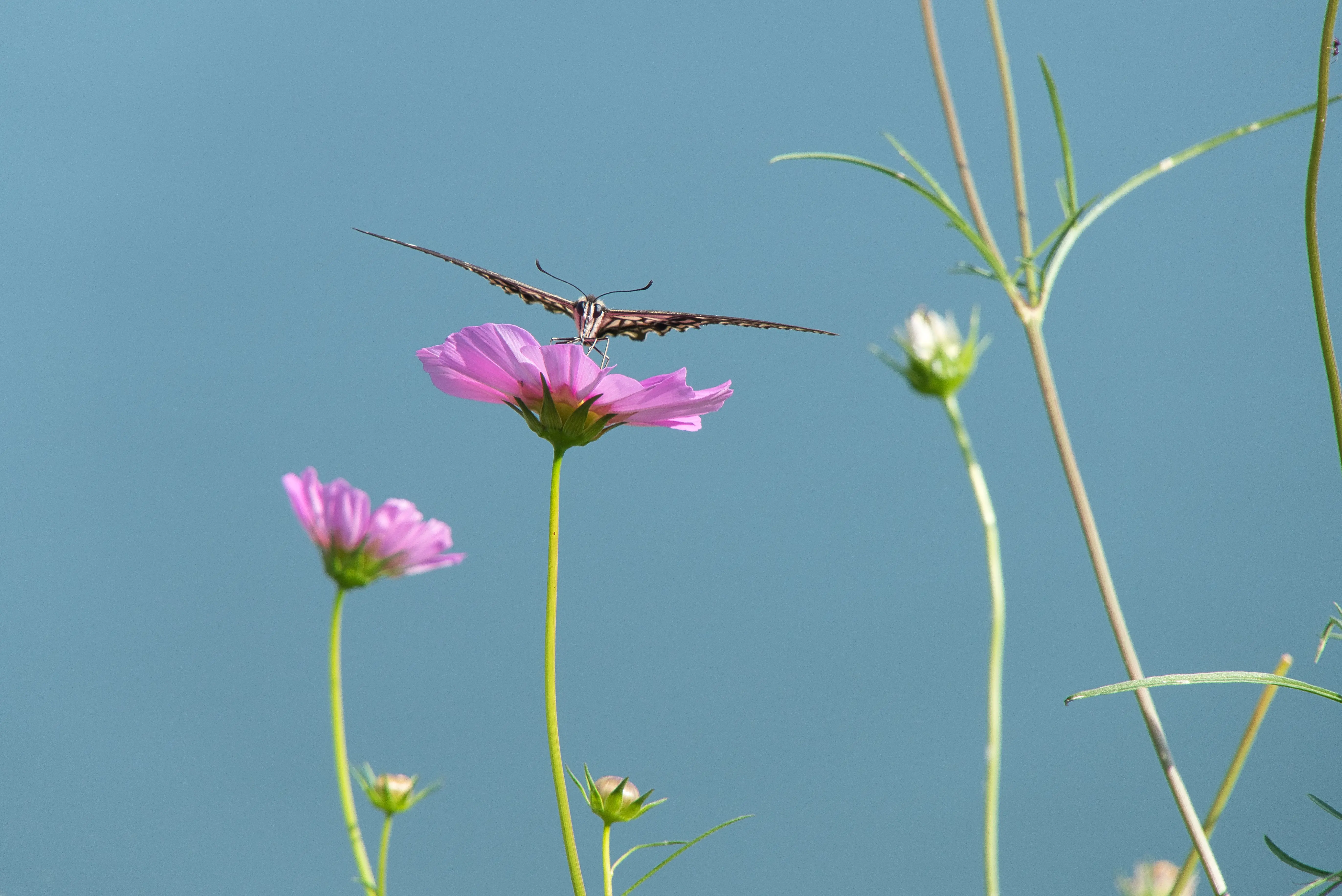 img.webp