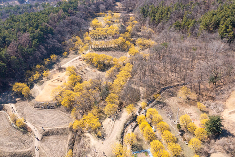 이천 산수유마을