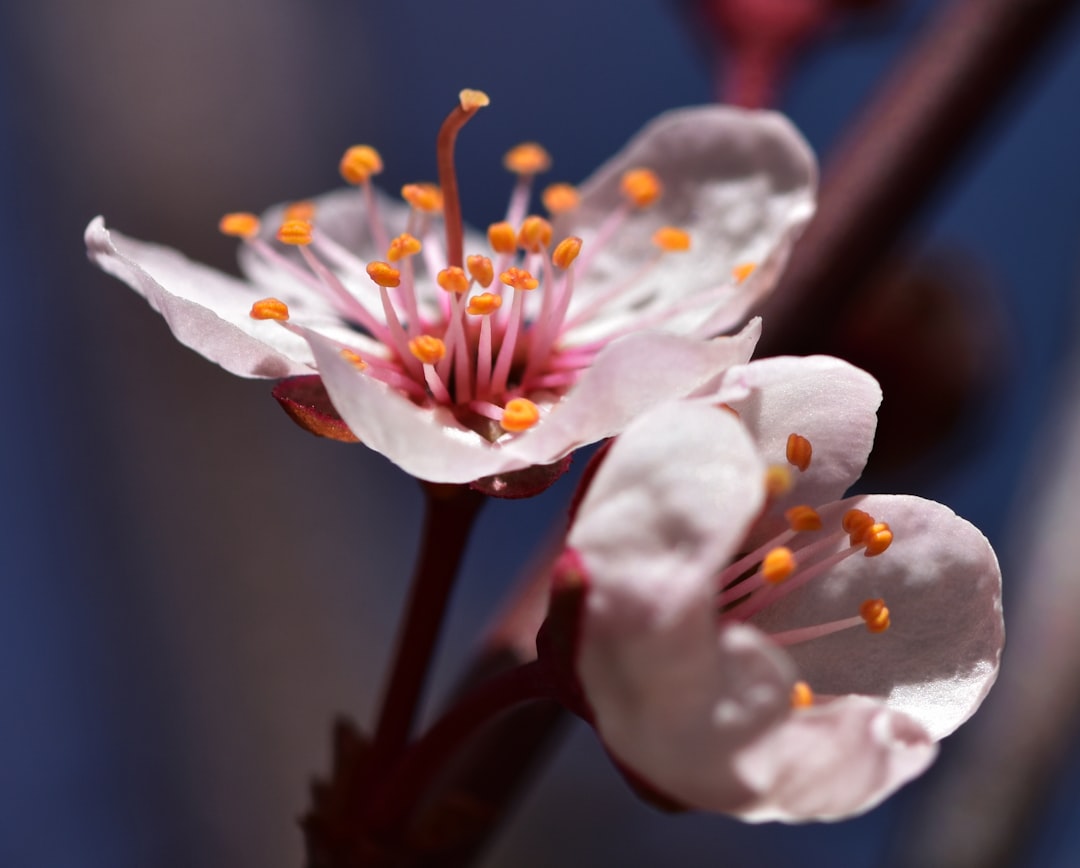 Jeongeup Blossom