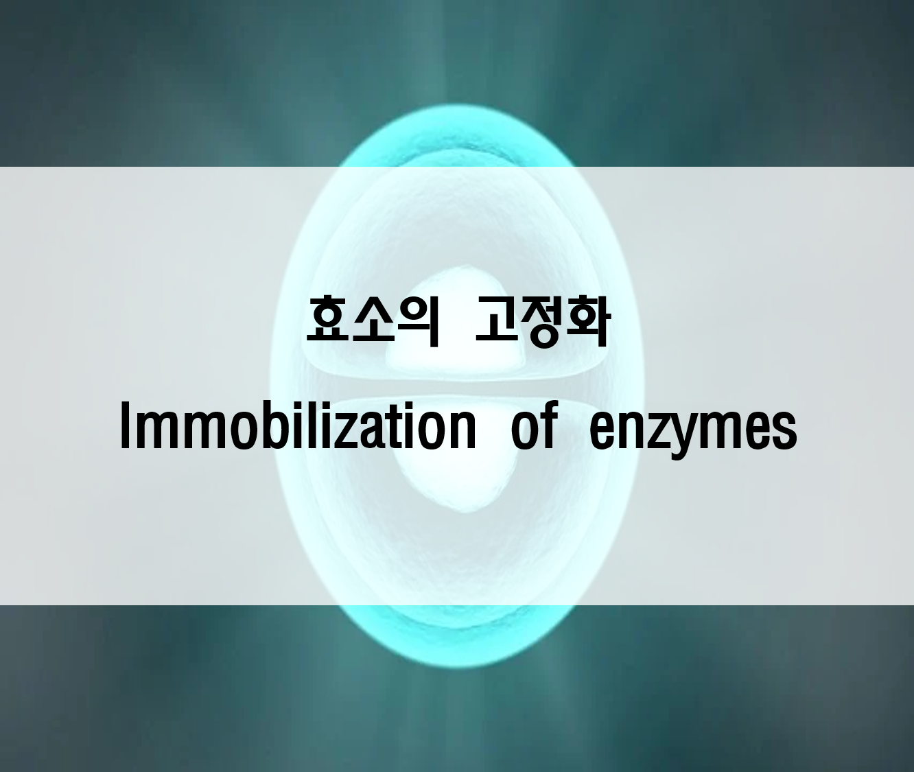  효소의 고정화