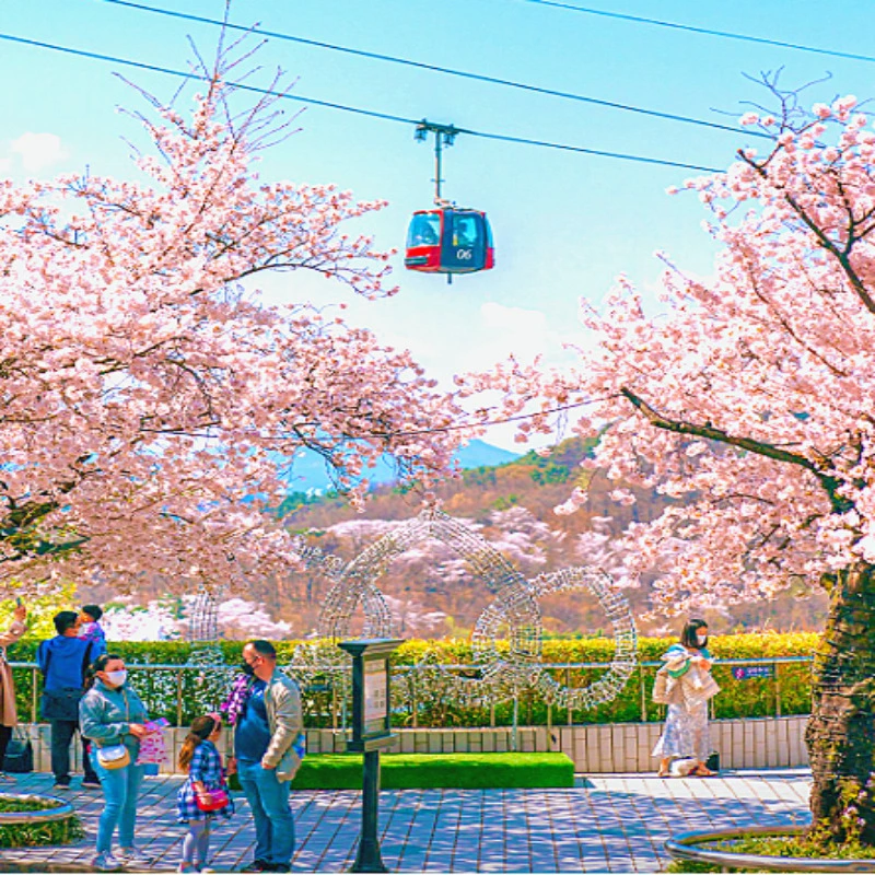 대구-이월드-벚꽃배경-케이블카-사진