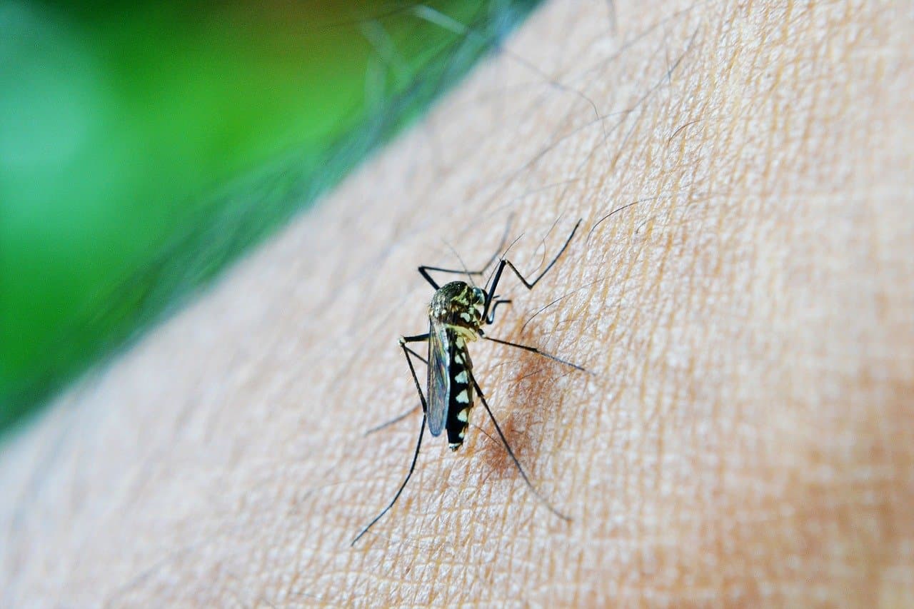 말라리아 전염은 모기에 의해서 발생