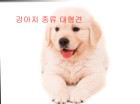 강아지 종류 대형견7
